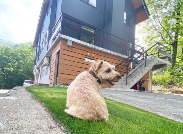 白馬村　犬　宿